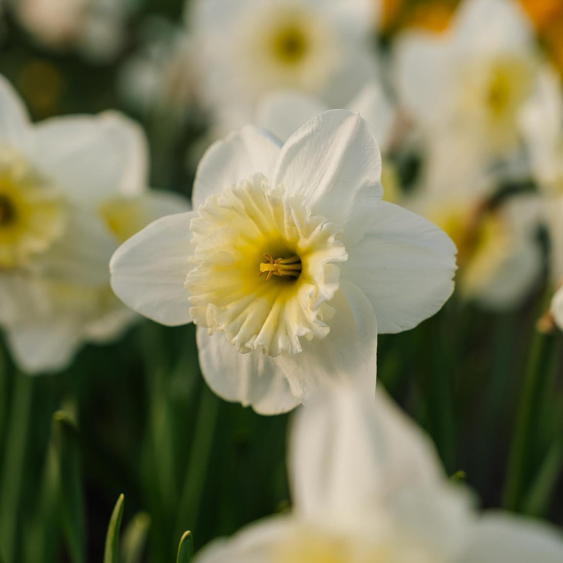Påsklilja, Narcissus 'Ice Follies'