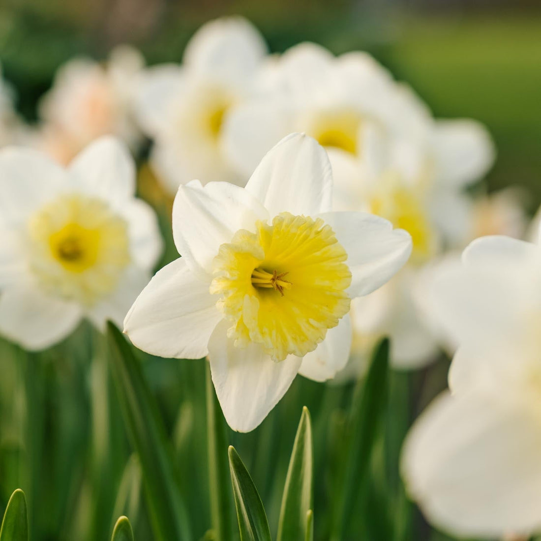 Påsklilja, Narcissus 'Ice Follies'