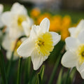 Påsklilja, Narcissus 'Ice Follies'