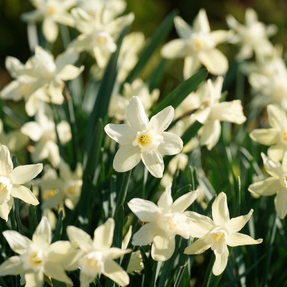 Påsklilja, Narcissus 'Iwona'