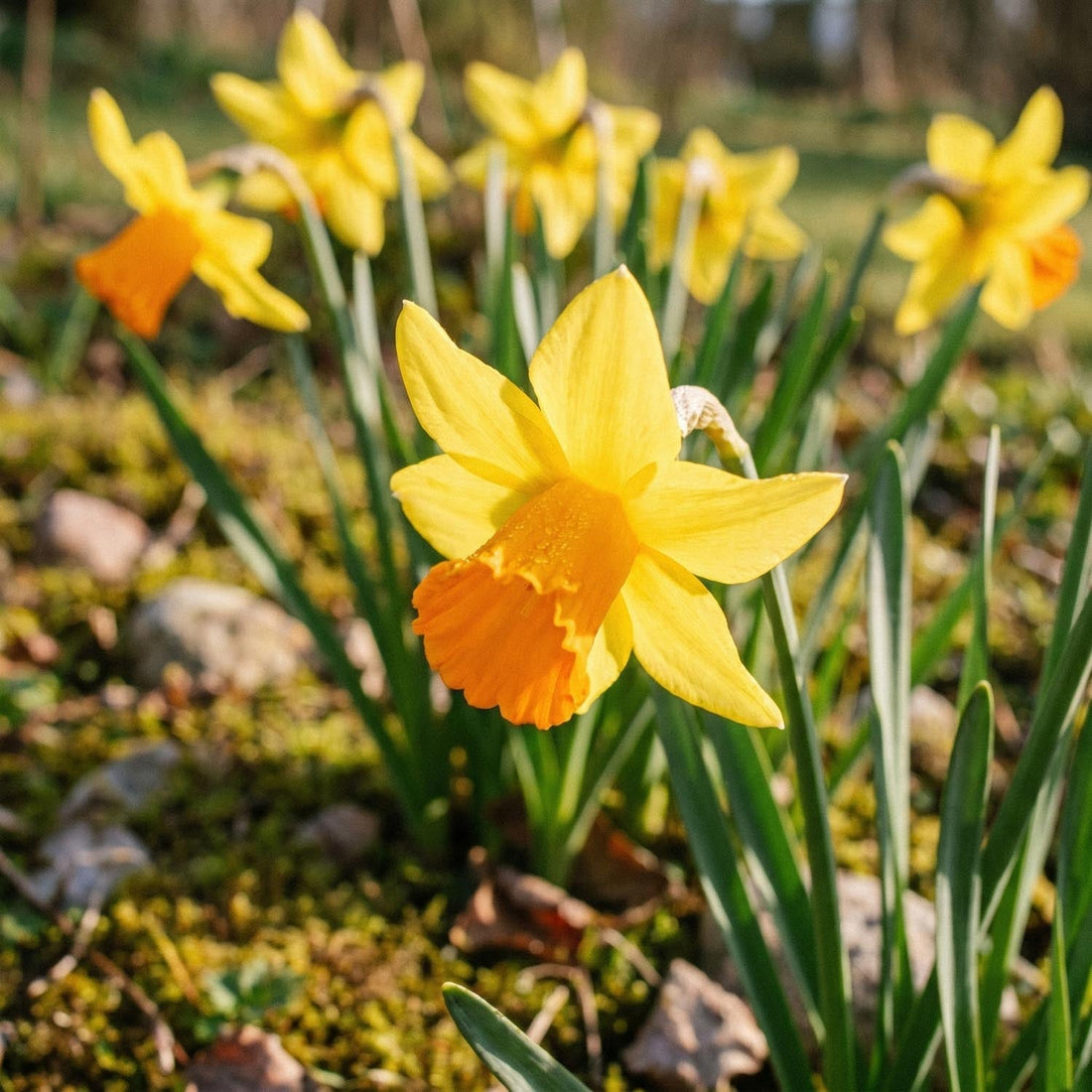 Påsklilja, Narcissus 'Jetfire'
