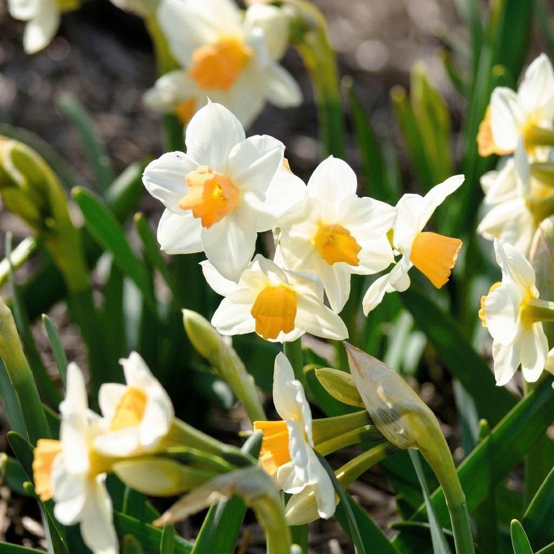 Påsklilja, Narcissus 'Kapiti Peach'