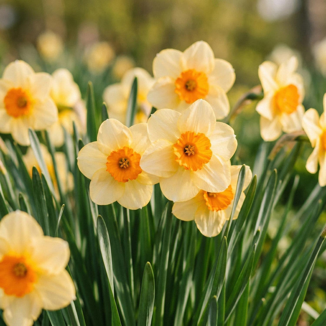 Påsklilja, Narcissus 'Kedron'