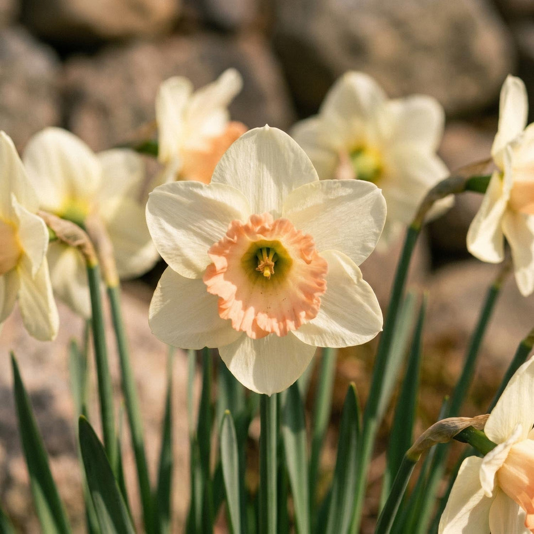Påsklilja, Narcissus 'Martha Stewart'