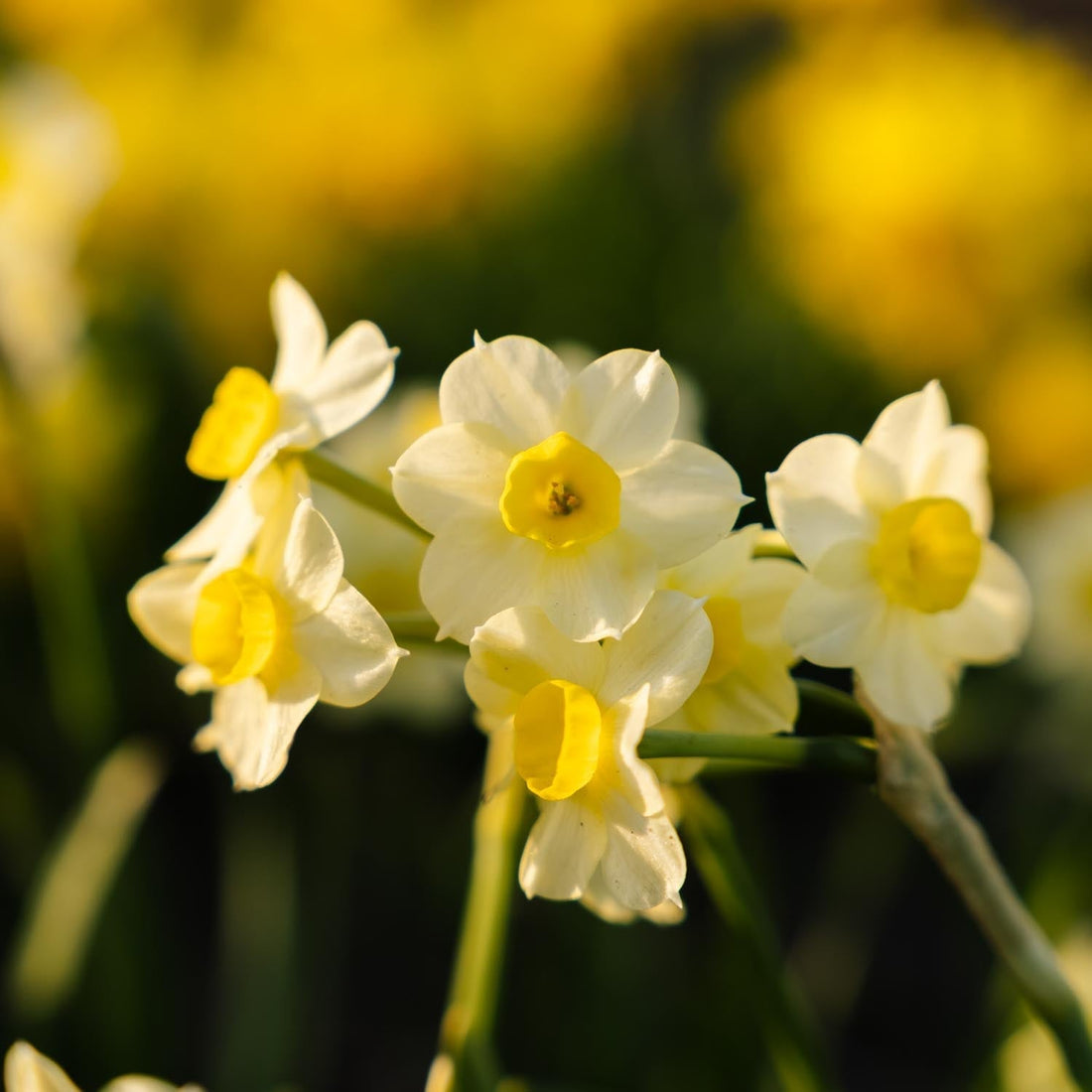 Påsklilja, Narcissus 'Minnow'