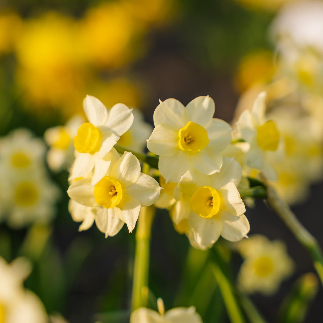 Påsklilja, Narcissus 'Minnow'