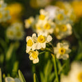 Påsklilja, Narcissus 'Minnow'