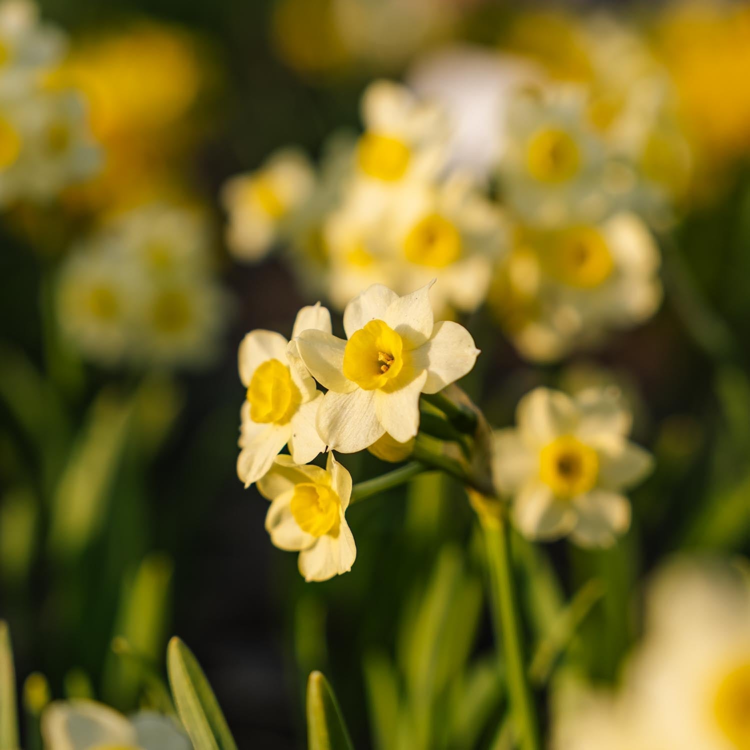 Påsklilja, Narcissus 'Minnow'