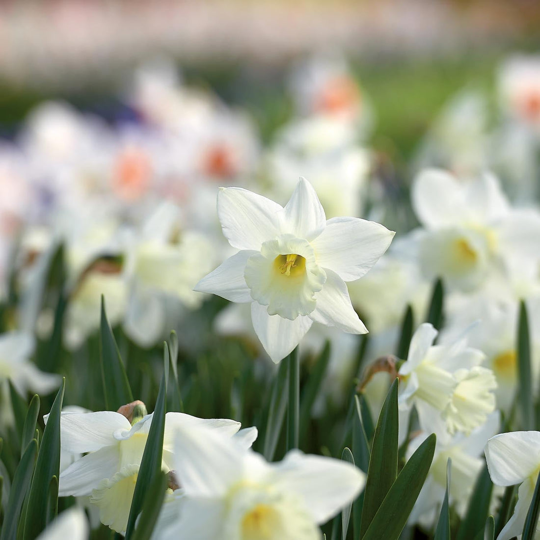 Påsklilja, Narcissus 'Mount Hood'