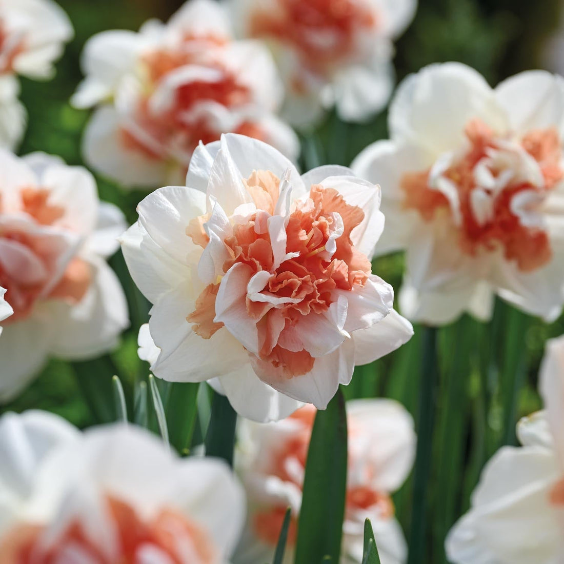 Påsklilja, Narcissus 'My Story'