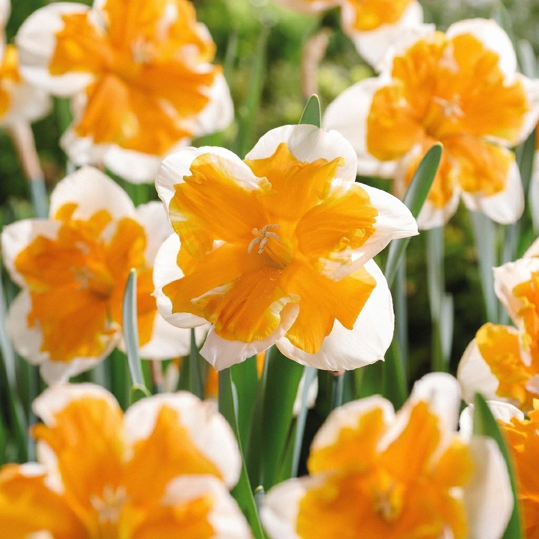 Påsklilja, Narcissus 'Orangery'