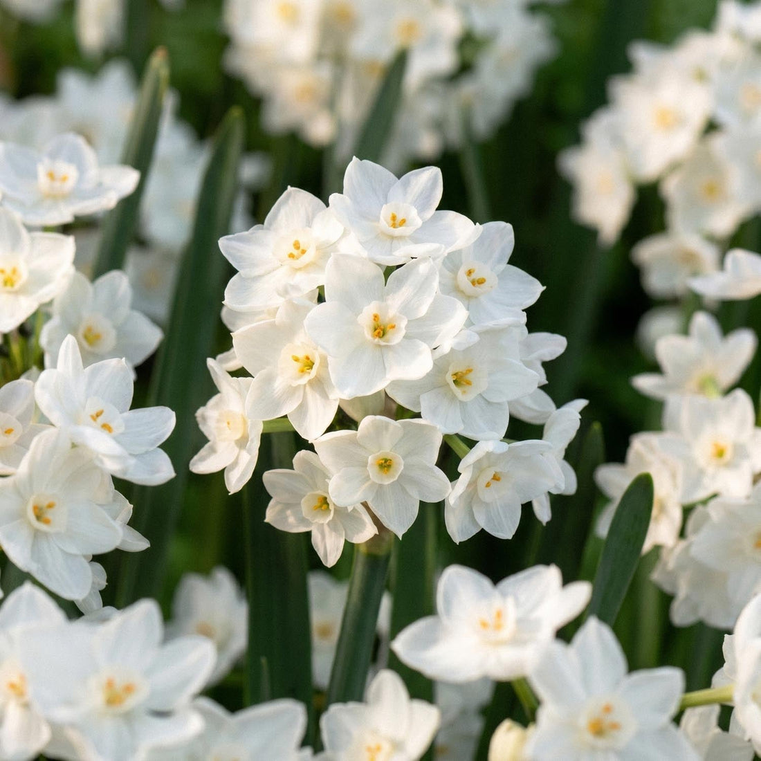 Påsklilja, Narcissus 'Paperwhite Ziva'