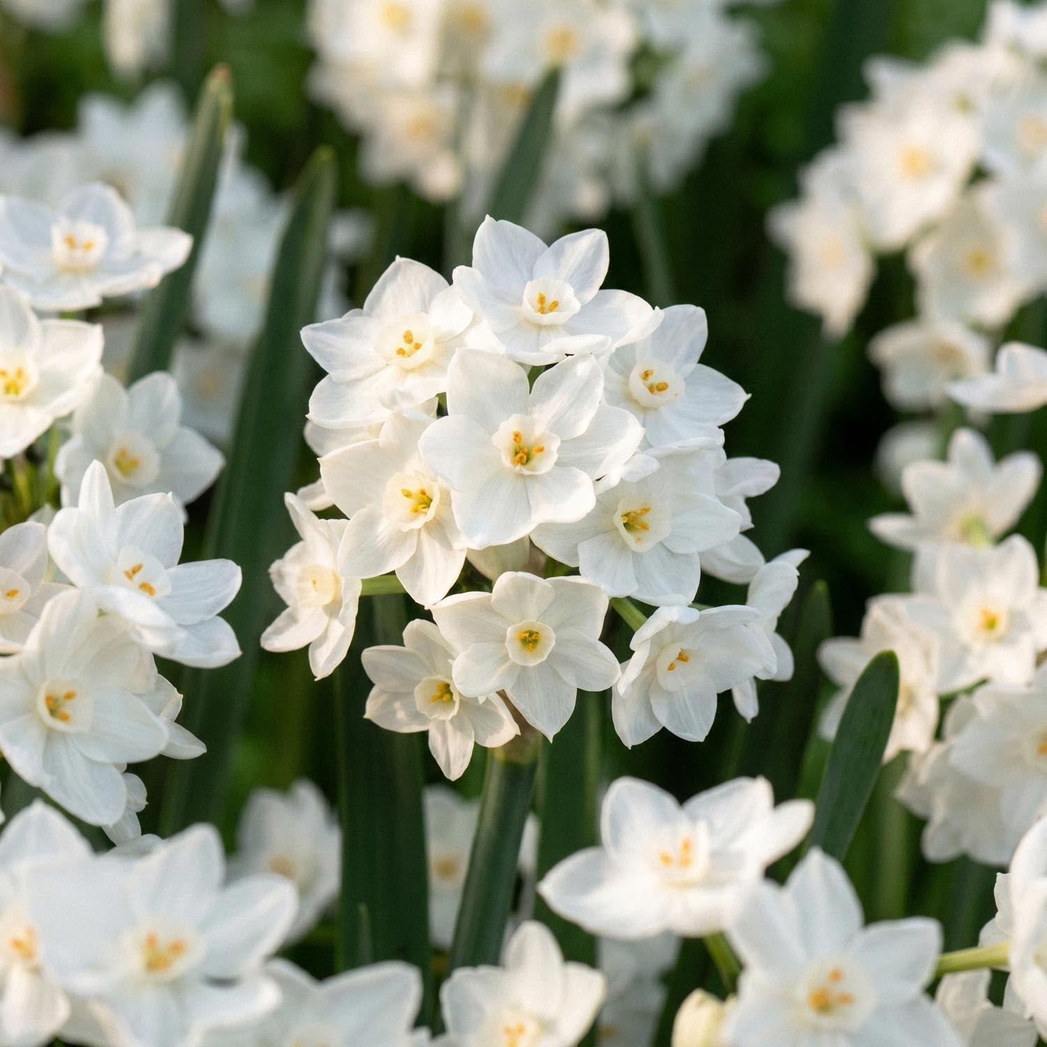 Påsklilja, Narcissus 'Paperwhite Ziva'