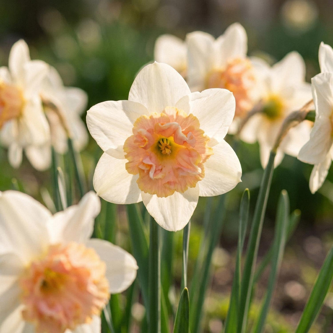 Påsklilja, Narcissus 'Petit Four'