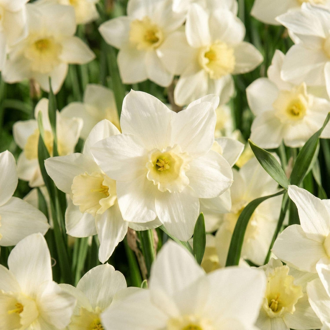 Påsklilja, Narcissus 'Pueblo'