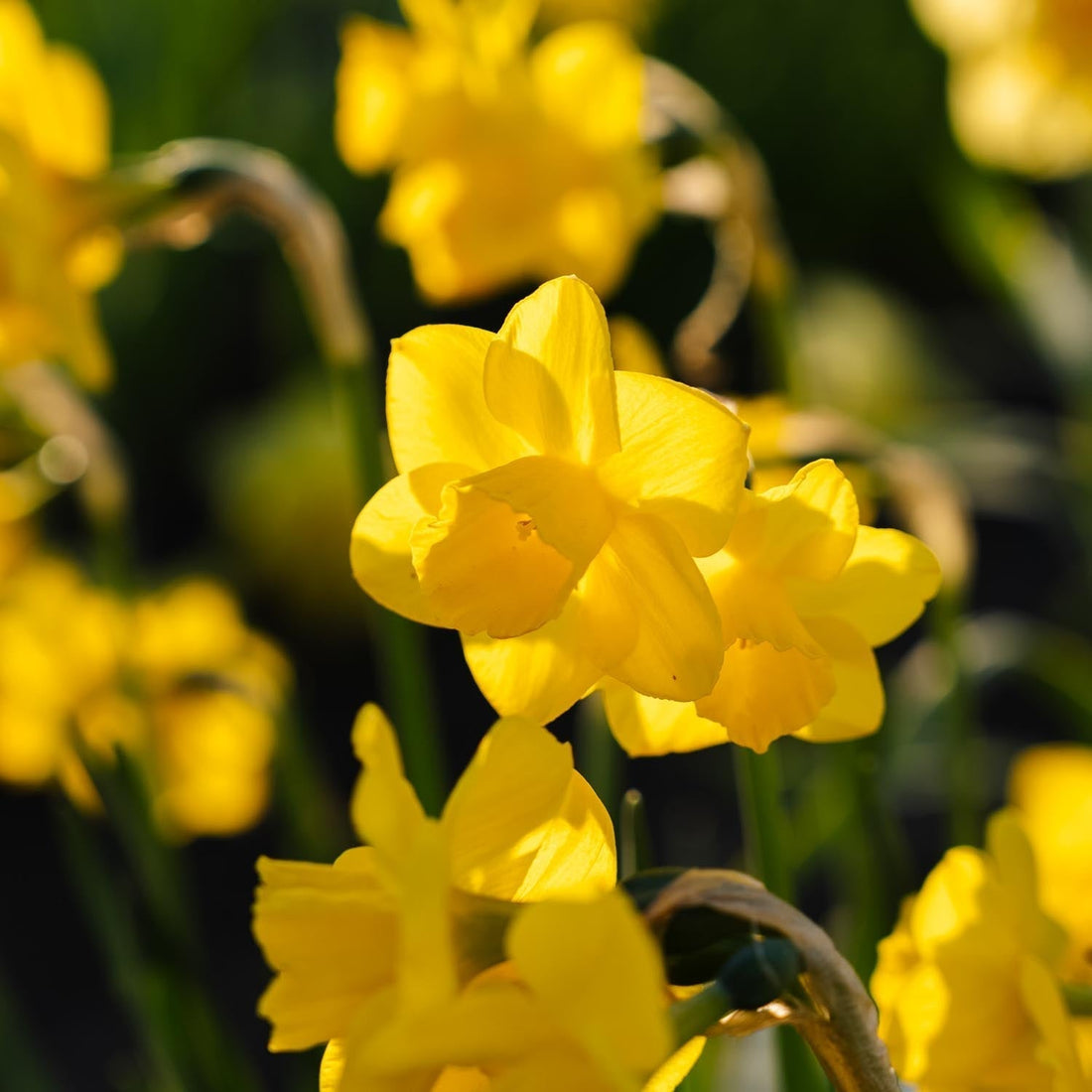 Påsklilja, Narcissus 'Quail'