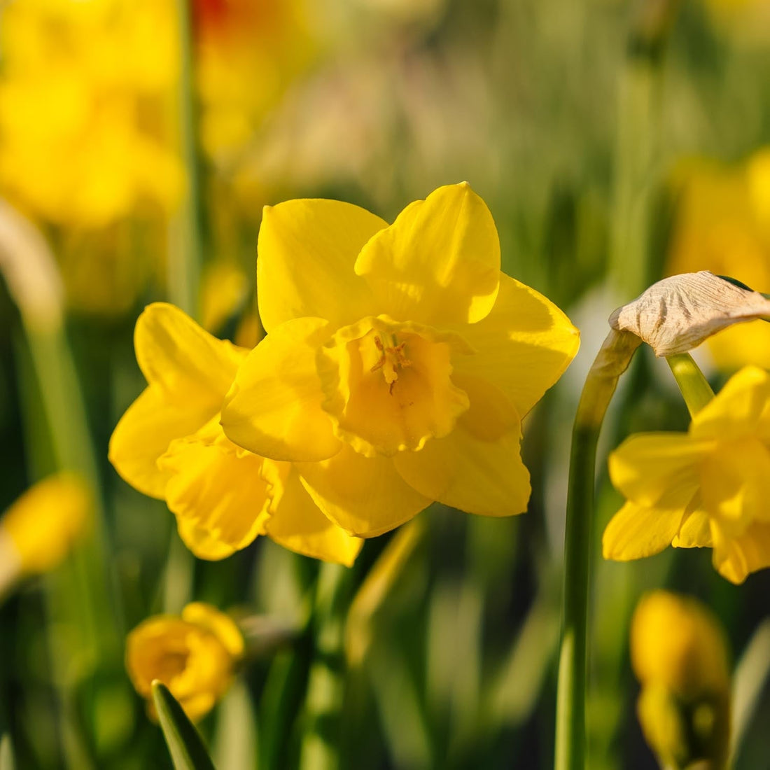 Påsklilja, Narcissus 'Quail'