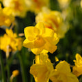 Påsklilja, Narcissus 'Quail'