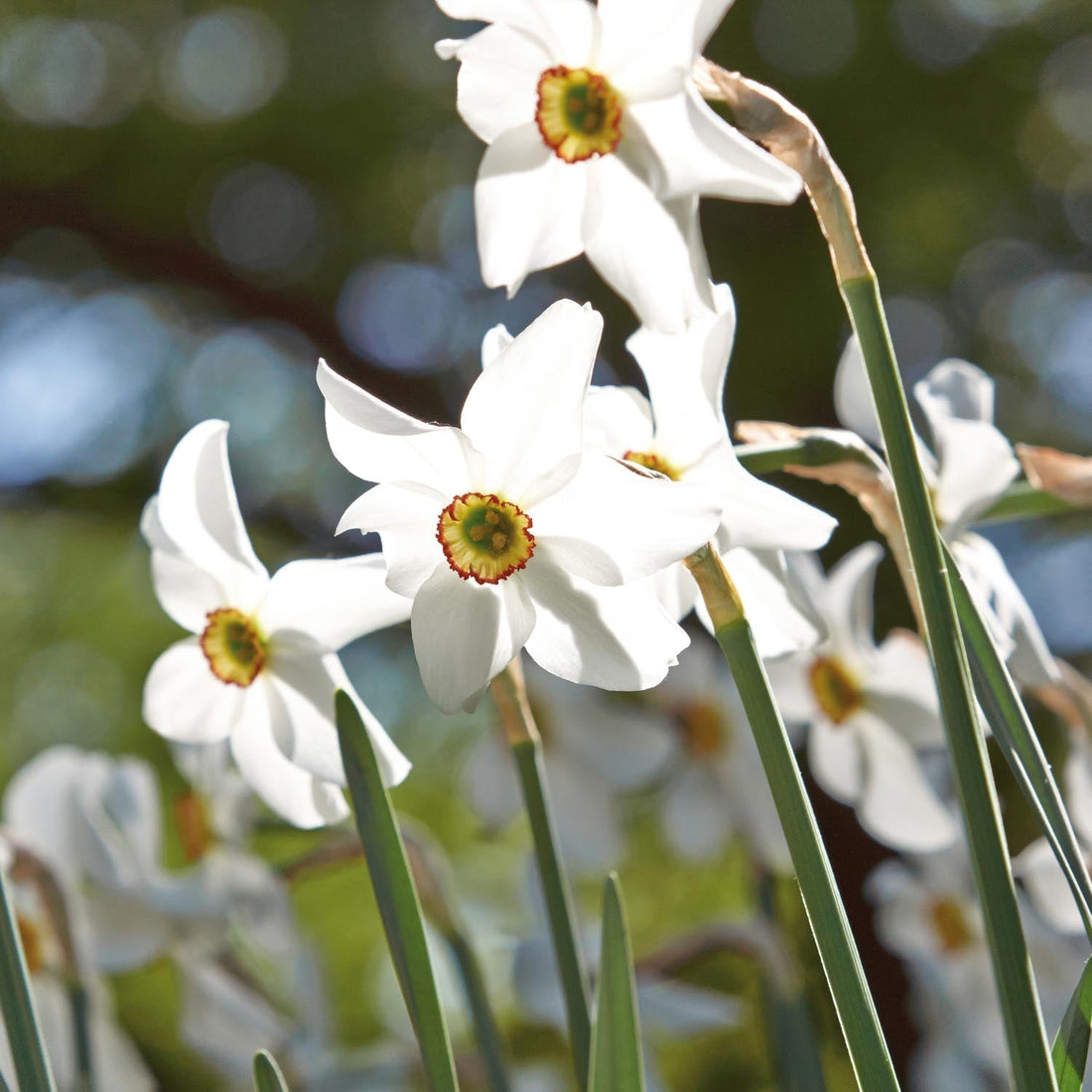 Påsklilja, Narcissus 'Recurvus'