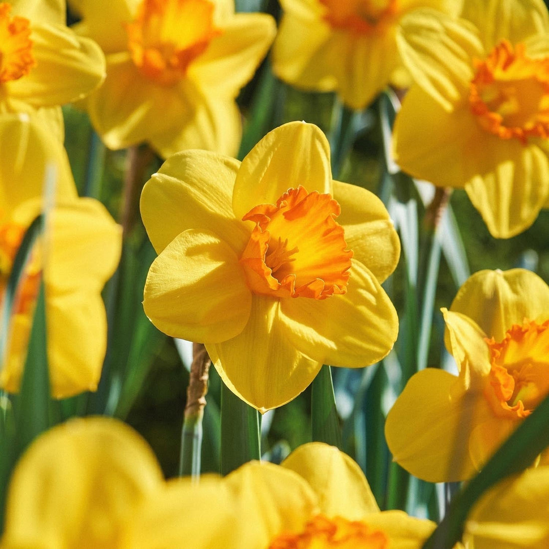 Påsklilja, Narcissus 'Red Devon'