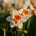 Påsklilja, Narcissus 'Replete'
