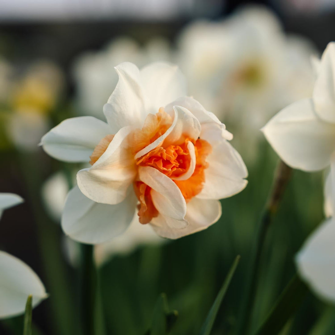 Påsklilja, Narcissus 'Replete'
