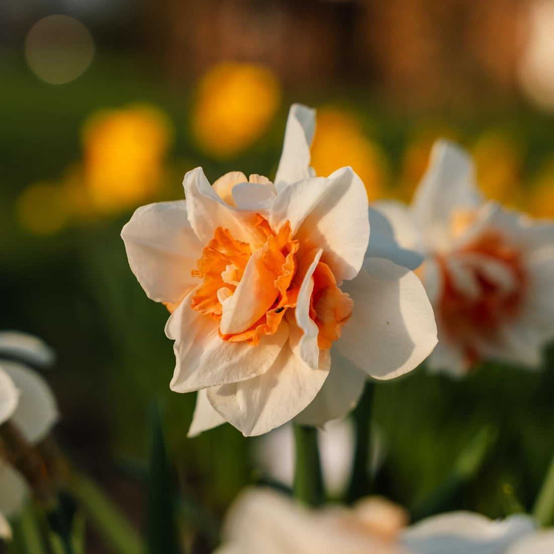 Påsklilja, Narcissus 'Replete'