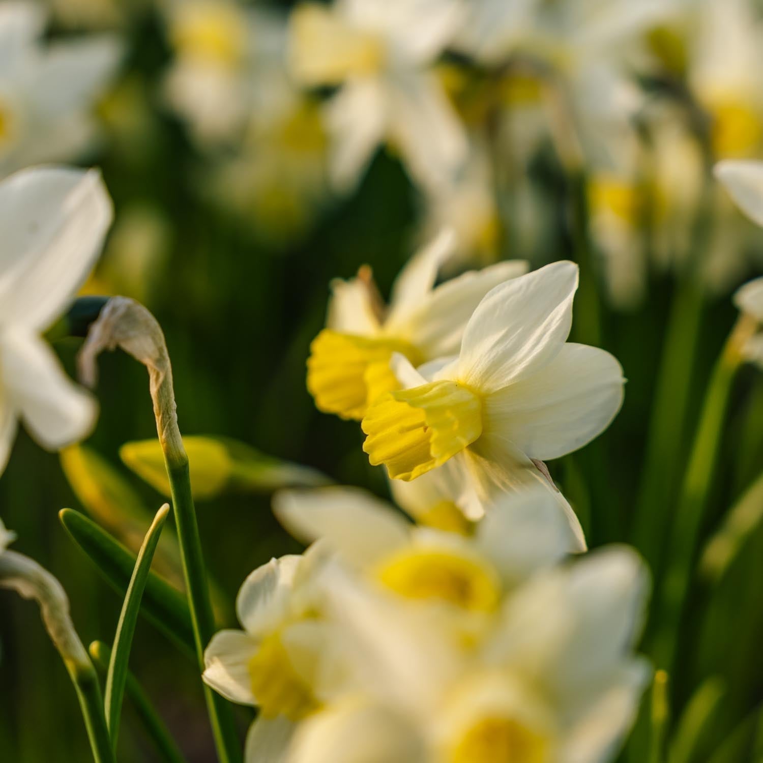 Påsklilja, Narcissus 'Sail Boat'