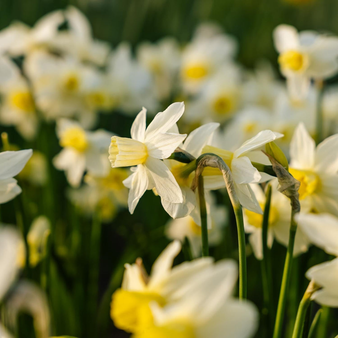 Påsklilja, Narcissus 'Sail Boat'