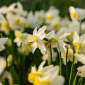 Påsklilja, Narcissus 'Sail Boat'