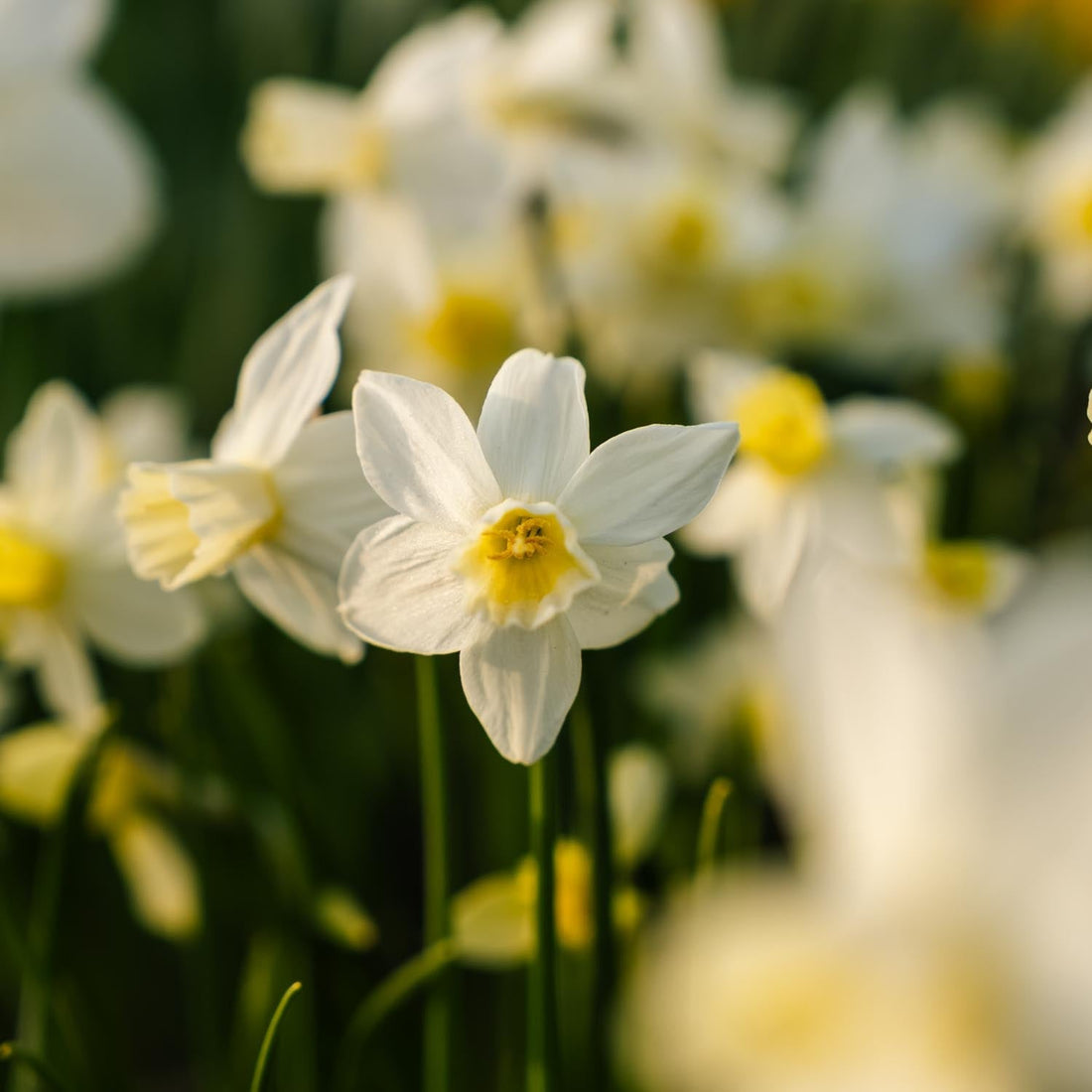 Påsklilja, Narcissus 'Sail Boat'