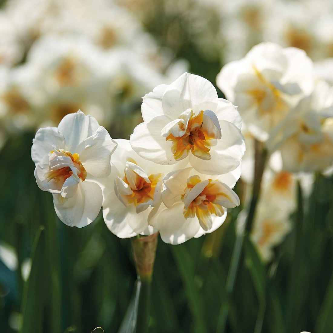 Påsklilja, Narcissus 'Sir Winston Churchill'