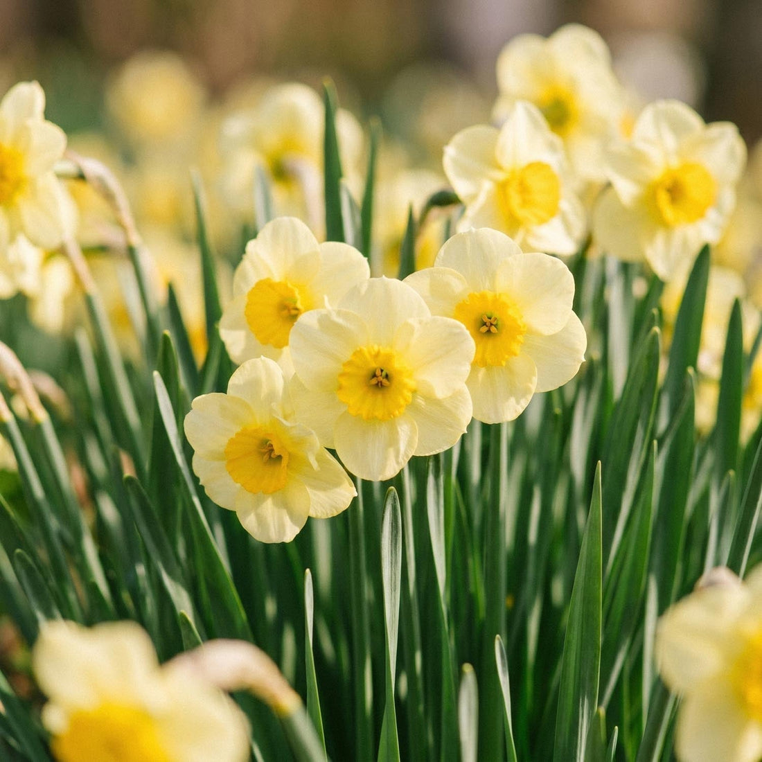 Påsklilja, Narcissus 'Sun Disc'