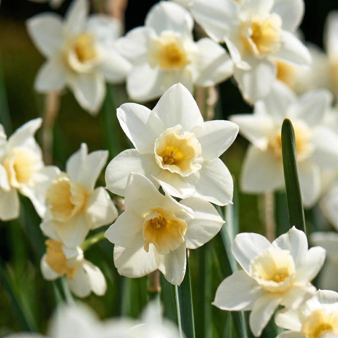 Påsklilja, Narcissus 'Sweet Love'