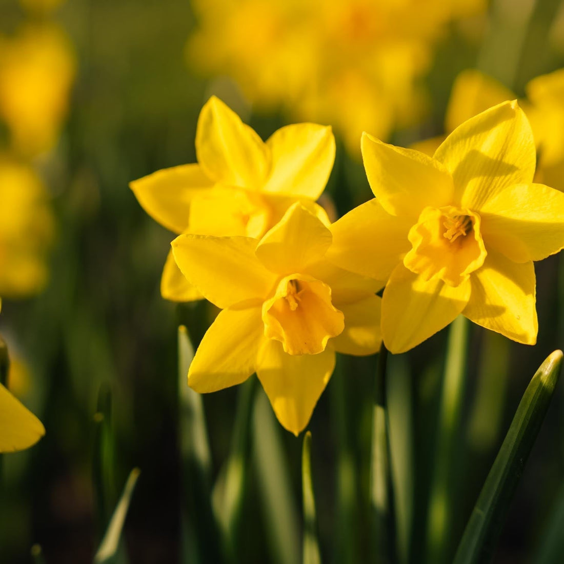 Påsklilja, Narcissus 'Sweetness'