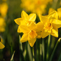 Påsklilja, Narcissus 'Sweetness'
