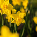 Påsklilja, Narcissus 'Sweetness'