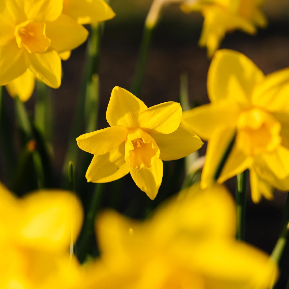 Påsklilja, Narcissus 'Sweetness'