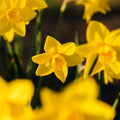 Påsklilja, Narcissus 'Sweetness'