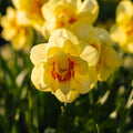 Påsklilja, Narcissus 'Tahiti'