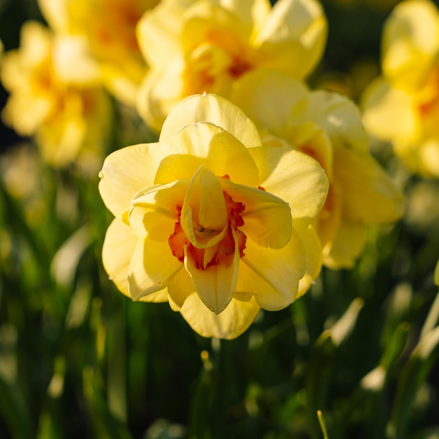 Påsklilja, Narcissus 'Tahiti'