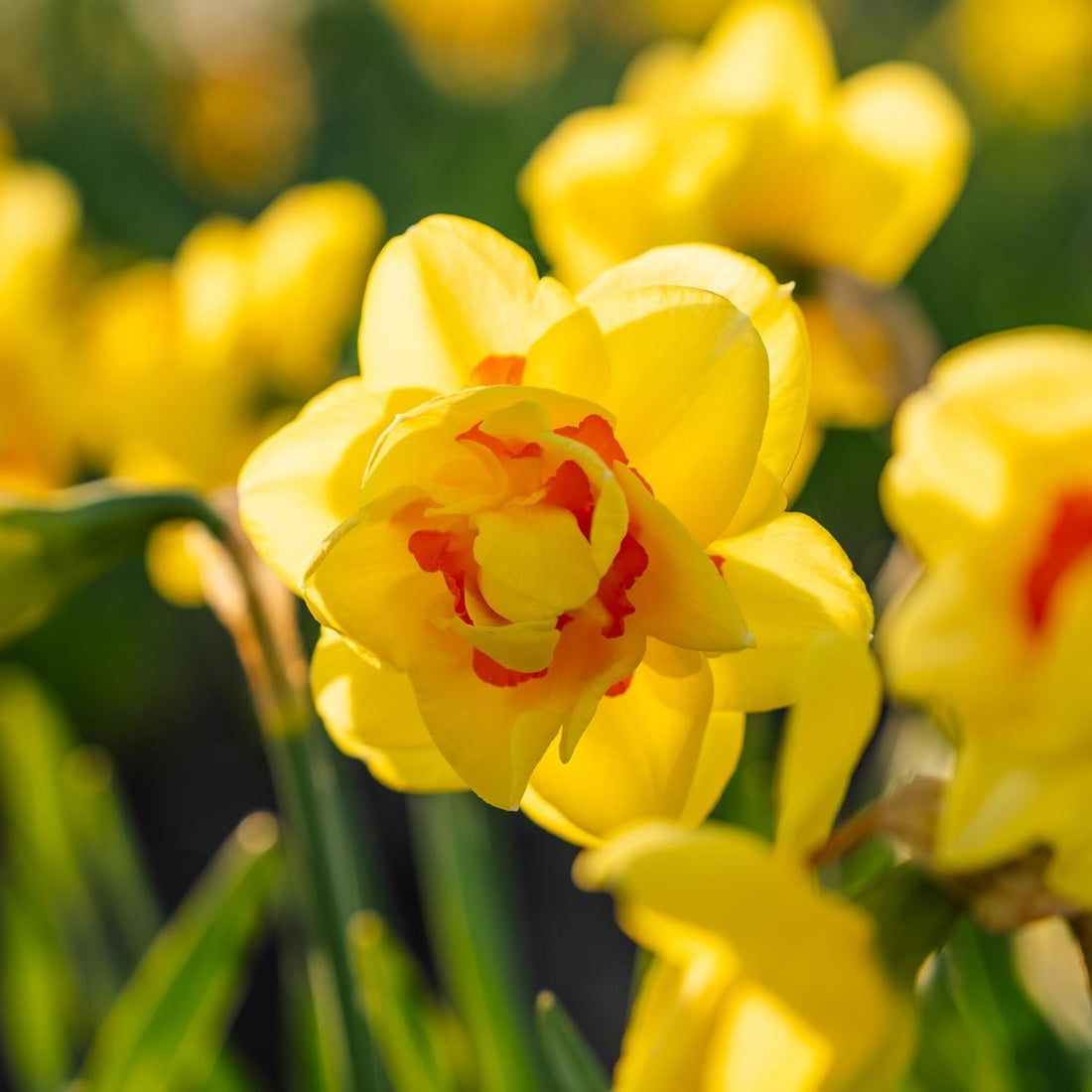 Påsklilja, Narcissus 'Tahiti'