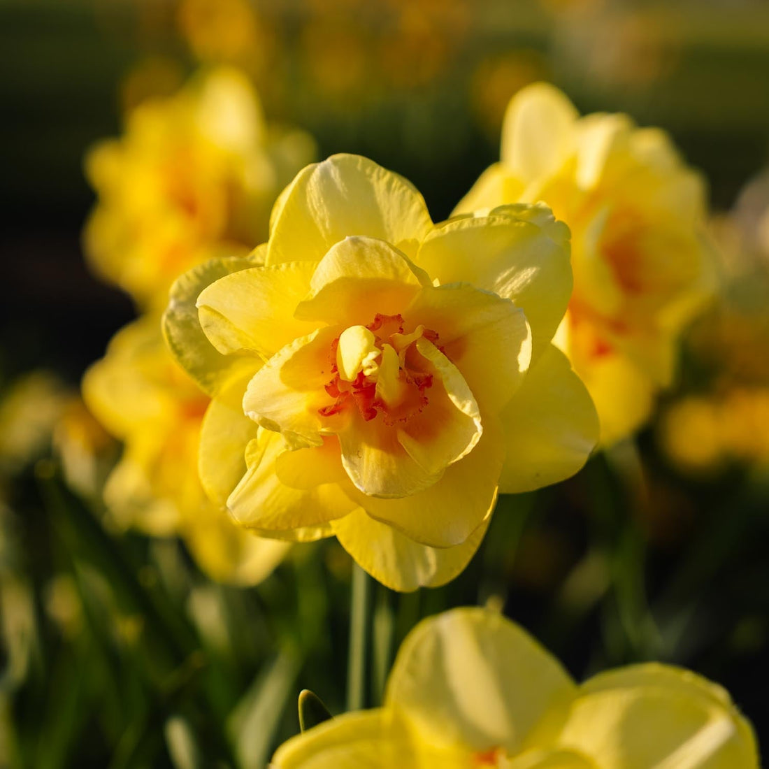 Påsklilja, Narcissus 'Tahiti'