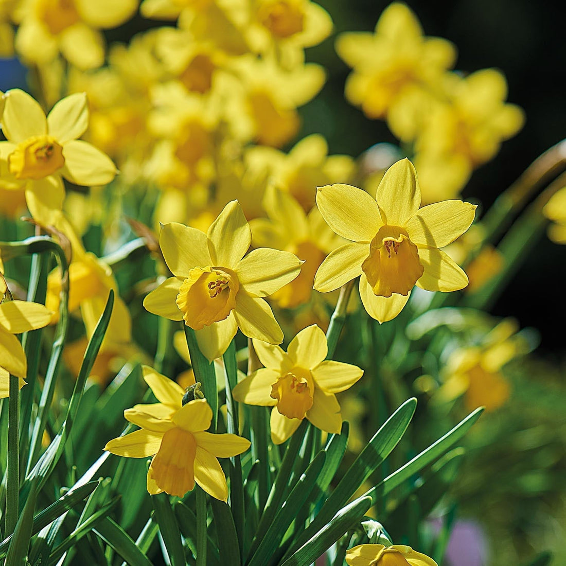 Påsklilja, Narcissus 'Tete á Tete'