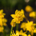 Påsklilja, Narcissus 'Tete Boucle'