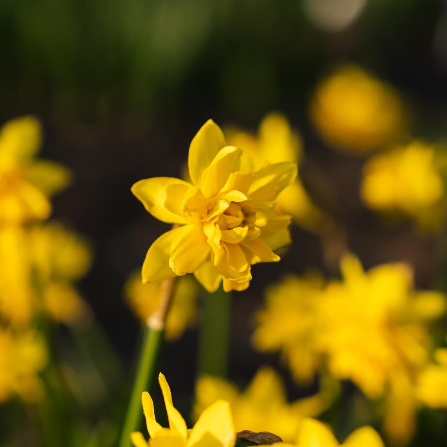 Påsklilja, Narcissus 'Tete Boucle'