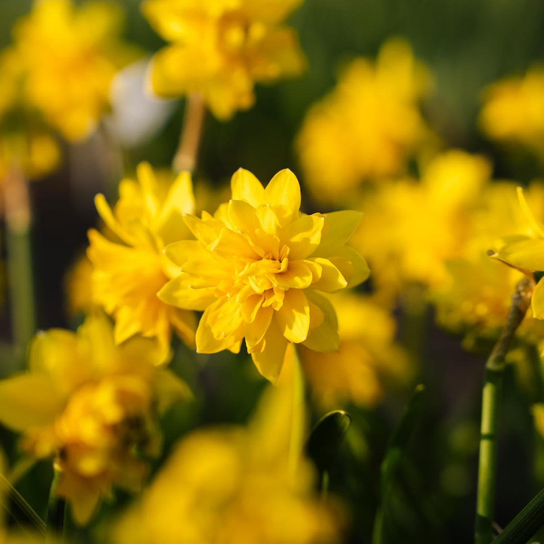 Påsklilja, Narcissus 'Tete Boucle'