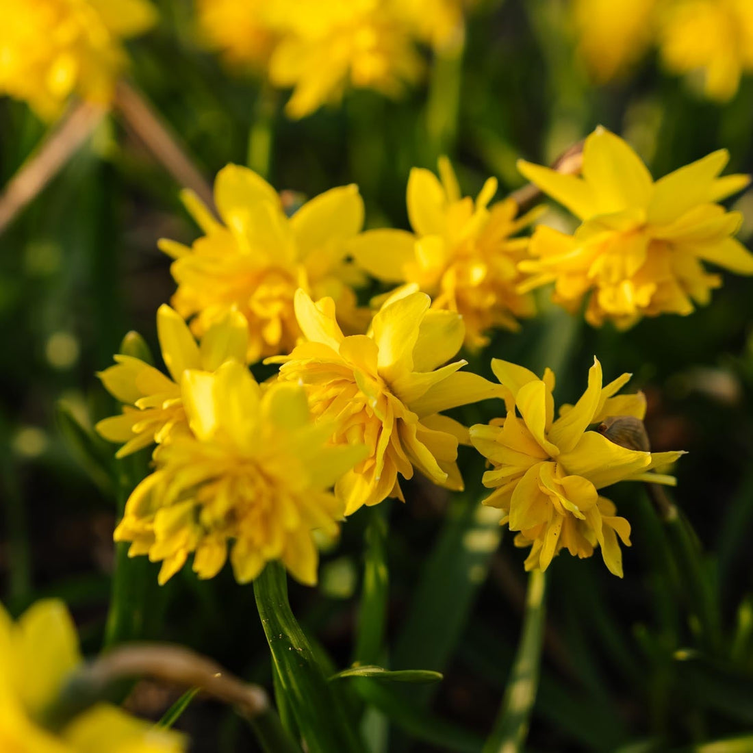 Påsklilja, Narcissus 'Tete Boucle'