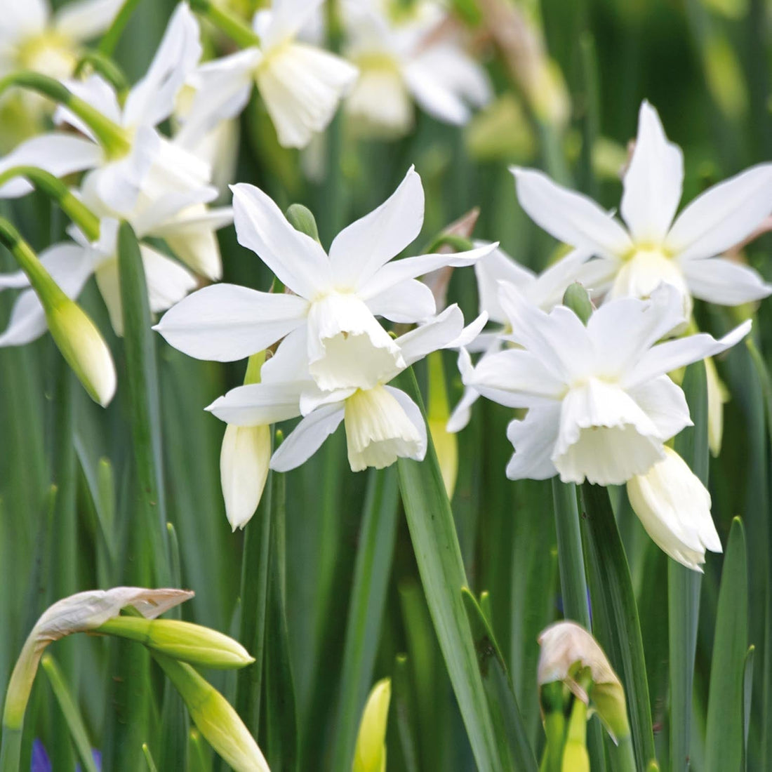 Påsklilja, Narcissus 'Thalia'