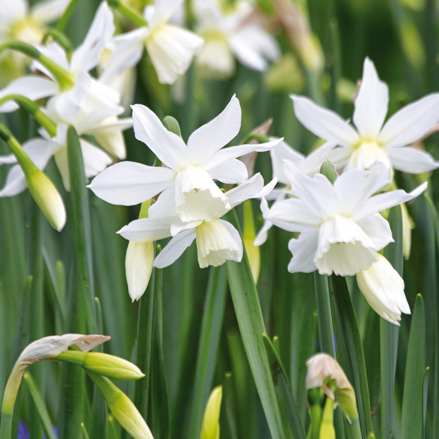 Påsklilja, Narcissus 'Thalia'